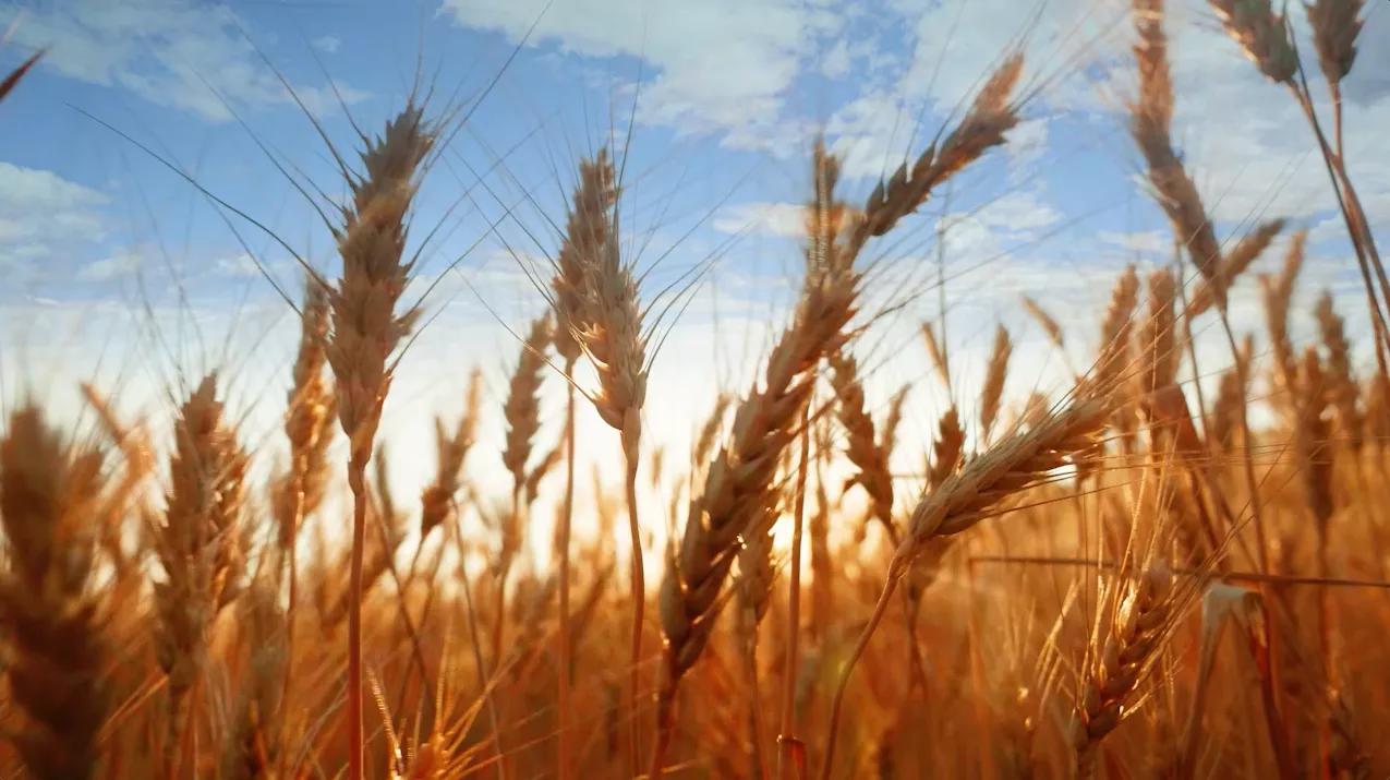 Getreide vor blauem Sommerhimmel